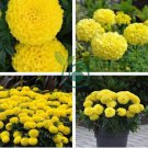 Yellow African Marigold French Marigold 200 Seeds