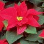 Poinsettia 200 Seeds