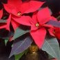 Poinsettia 200 Seeds