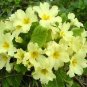 Primrose Primula 200 Seeds