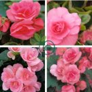 Rieger Begonias Flower 100 Seeds