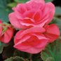 Rieger Begonias Flower 100 Seeds