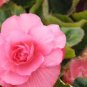 Rieger Begonias Flower 100 Seeds