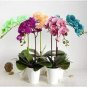 Rainbow Butterfly Orchid 100 Seeds