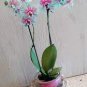 Rainbow Butterfly Orchid 100 Seeds