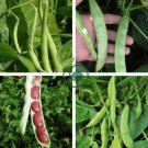 Kidney Bean 20 Seeds