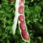 Kidney Bean 20 Seeds