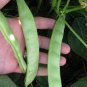 Kidney Bean 20 Seeds