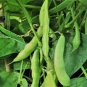Kidney Bean 20 Seeds