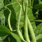 Kidney Bean 20 Seeds