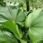 Palm Tropical Outdoor Evergreen Fan-Shaped 60 Seeds