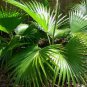 Palm Tropical Outdoor Evergreen Fan-Shaped 60 Seeds