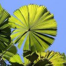 Palm Tropical Outdoor Evergreen Fan-Shaped 60 Seeds