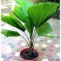 Palm Tropical Outdoor Evergreen Fan-Shaped 60 Seeds