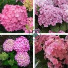 Hydrangea Seeds Perennial Flower 20 Seeds