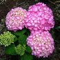 Hydrangea Seeds Perennial Flower 20 Seeds