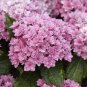 Hydrangea Seeds Perennial Flower 20 Seeds