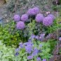 Geranium Giant Allium Giganteum 200 Seeds