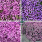 Aubrieta Cultorum 200 Seeds