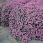 Aubrieta Cultorum 200 Seeds