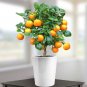 Mini Orange Tree 60 Seeds