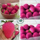 Rare Purple Strawberry 100 Seeds