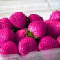 Rare Purple Strawberry 100 Seeds