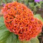 Cockscomb Flowers Seeds Dark Orange Color 600 Seeds