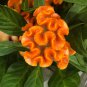 Cockscomb Flowers Seeds Dark Orange Color 600 Seeds