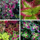 Japanese Coleus 200 Seeds