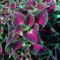 Japanese Coleus 200 Seeds