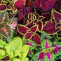 Japanese Coleus 200 Seeds
