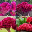 Dwarf Plumed Cockscomb 200 Seeds