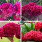 Dwarf Plumed Cockscomb 200 Seeds