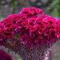 Dwarf Plumed Cockscomb 200 Seeds