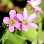 ACID Blue Oxalis 200 Seeds
