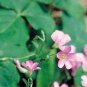 ACID Blue Oxalis 200 Seeds