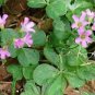 ACID Blue Oxalis 200 Seeds