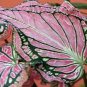 Thailand Caladium 200 Seeds
