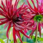 Dahlia Flower 200 Seeds