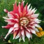 Dahlia Flower 200 Seeds