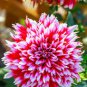 Dahlia Flower 200 Seeds