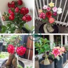 Adenium 10 Seeds
