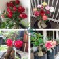 Adenium 10 Seeds