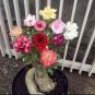 Adenium 10 Seeds