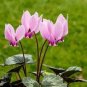Cyclamen Flower 200 Seeds