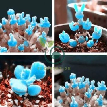Mini Blue Succlent Seed Monilaria Obconica Rabbit Living Lithops Flowers 200 Seeds