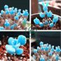Mini Blue Succlent Seed Monilaria Obconica Rabbit Living Lithops Flowers 200 Seeds