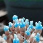 Mini Blue Succlent Seed Monilaria Obconica Rabbit Living Lithops Flowers 200 Seeds
