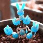Mini Blue Succlent Seed Monilaria Obconica Rabbit Living Lithops Flowers 200 Seeds